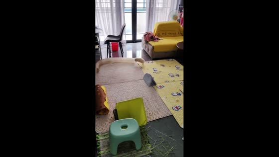 Energetic guinea pigs chase each other after sneeze in Zhejiang, China
