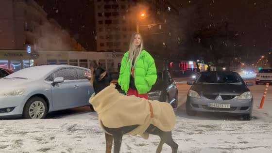 Doberman catches snowflakes during winter night in Odesa, Ukraine