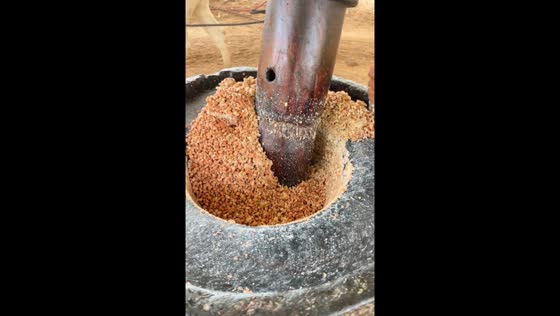 Traditional cold pressed oil making with bulls