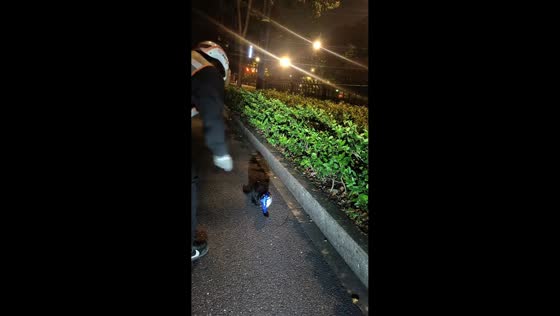 Cat gets stuck in empty snack bag in Zhejiang, China