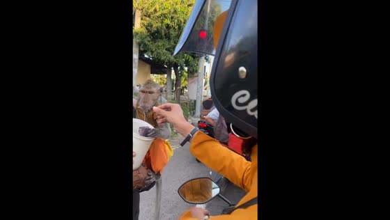 Unpredictable reactions: monkey's grumpy response to generosity caught on video in Surakarta traffic