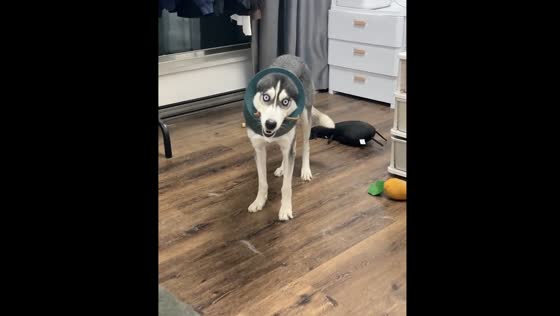 Dog hilariously stuck in broken plastic tin