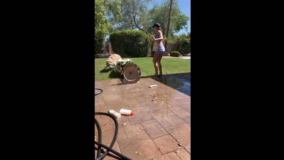Dog bath time goes wrong in Scottsdale