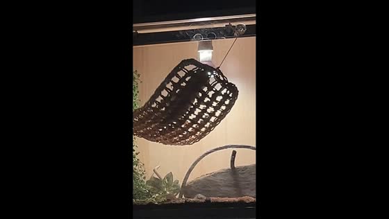 Bearded dragon swings rapidly on hammock inside aquarium in Muldoon, USA