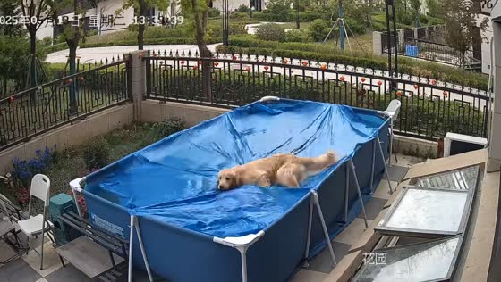Dog jumps onto covered pool and nearly uncovers it in Liaoning, China