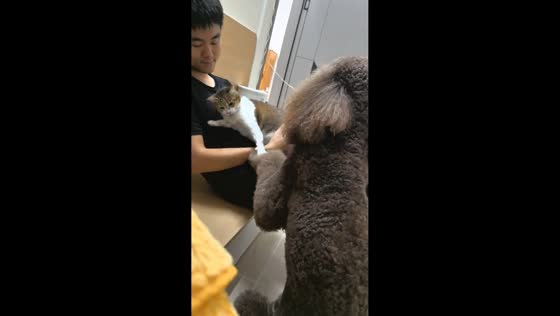 Jealous cat demands attention while dog tries to join cuddle in Guangdong, China