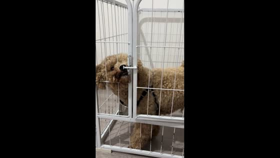 Clever poodle mix opens playpen latch using its tongue in Anhui, China