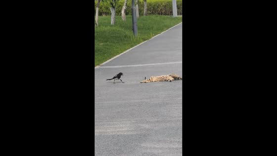 Cat chases magpie after playful interaction on road in Inner Mongolia, China