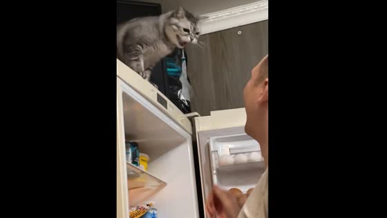 The cat protects the food in the refrigerator and does not let the man take it!