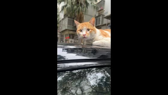 Cat startled awake while napping on car in Fujian, China