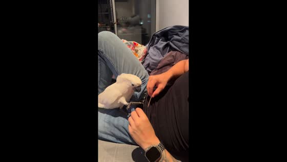 Moluccan cockatoo enjoys a nail manicure in Porto, Portugal