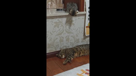 Cat jumps on resting companion in Anhui, China