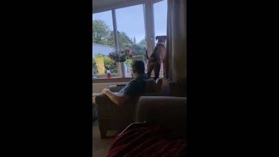 Wagging tail vs. unfortunate head: a window encounter