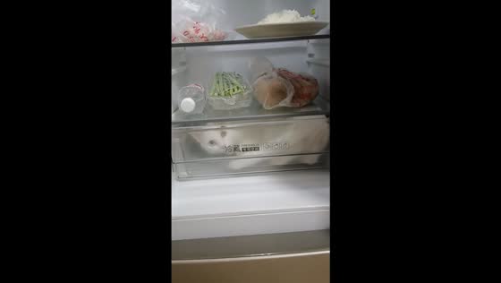 Cat cools off inside refrigerator chiller in Jiangsu, China