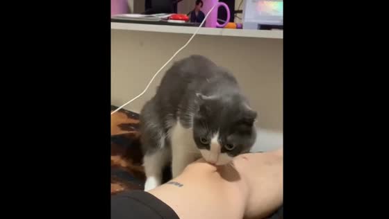 Cat bites and twists person's knee in Leningrad, Russia