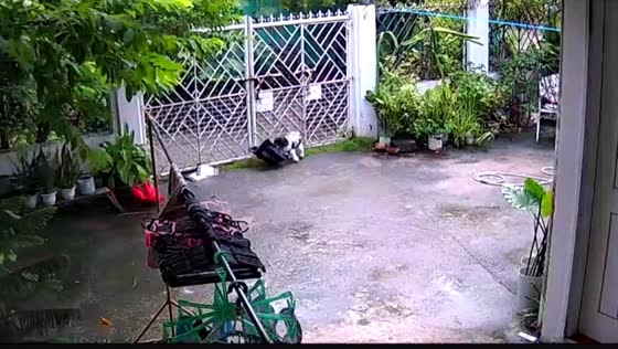 Dog receives parcel at the gate in Bacoor, Cavite