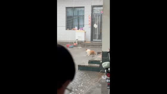 Corgi playfully runs around roof water during heavy rain in Hebei, China