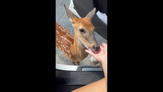 Hungry deer approaches for feeding in Tennessee, USA