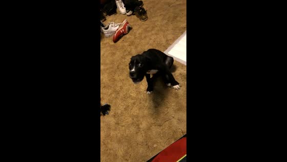 Dog makes funny barking sound while yawning in West Memphis, USA