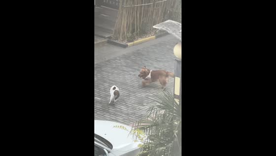 Golden retriever teases cat in playful interaction in Jiangsu, China