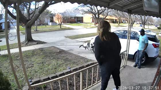 Dog hits parked car while playing outdoors in Redford, Michigan, USA