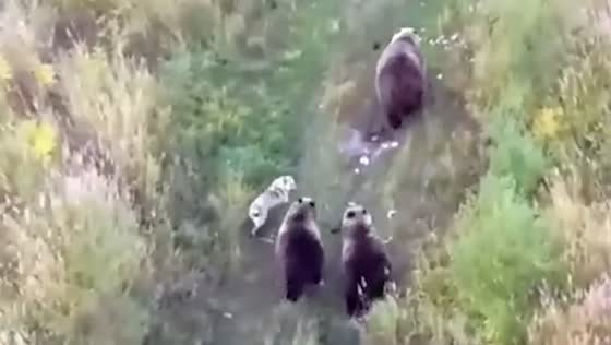 Dog forms unlikely friendship with bears in Kamchatka, Russia