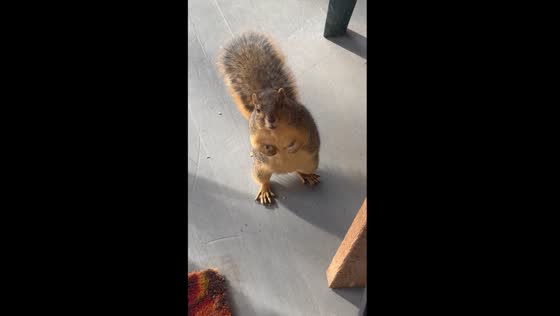 Curious Cleveland squirrel invades front porch for pumpkin seed feast