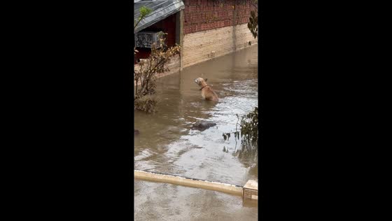 Miraculous rescue: dog saved from floods after eight days stranded
