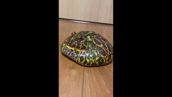 Round Pacman frog’s jump hides its feet in Shibuya, Tokyo, Japan