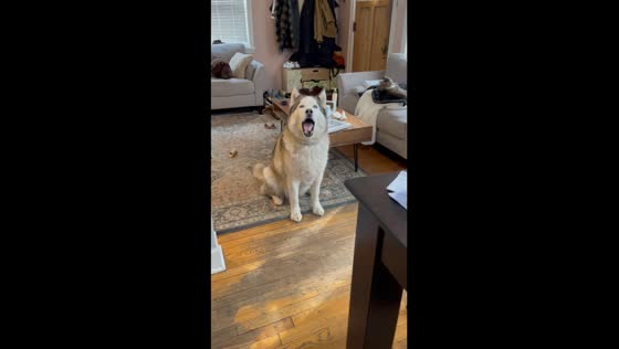 Stubborn husky demands second outing: hilarious exchange caught on camera
