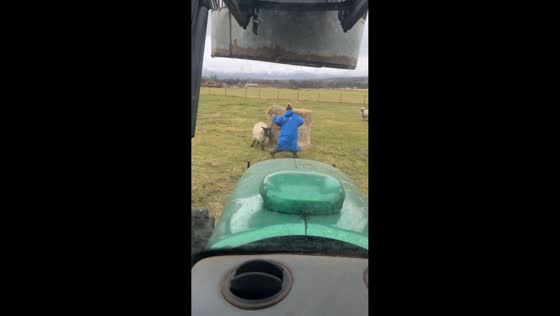 Sheep chases woman in Kingussie, Scotland, UK