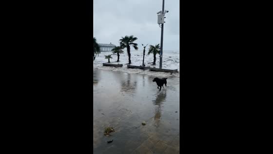 Dramatic escape: dogs flee tidal wave in Batumi, Georgia