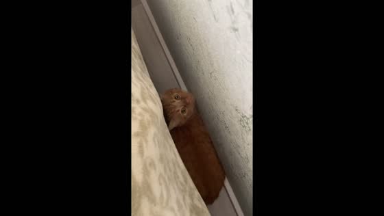Cat's fear of loud noises in Lutsk amid Ukraine-Russia conflict