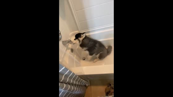 Playful Siberian Husky jumps in bathtub in Seattle, Washington, USA