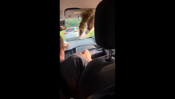 Safari experience mishap at Wilstem Wildlife Safari in Paoli, Indiana