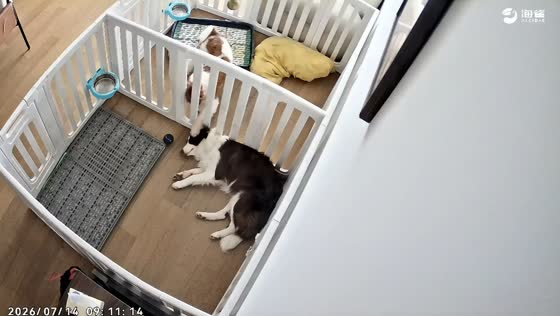 Dog annoys sleeping Collie through playpen in Shanghai, China