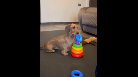 Canine architect: Moscow pooch masters toy pyramid assembly with impressive speed