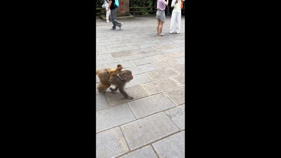 Monkey carrying infant steals man’s plastic bag before fleeing into forest in Hunan, China