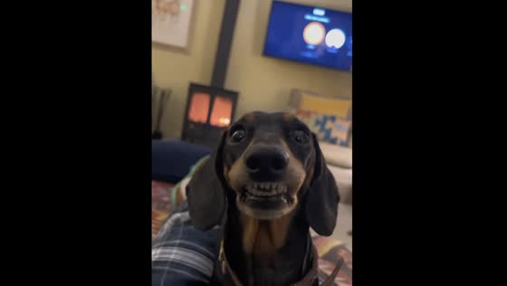 Watch this adorable dachshund smile on command | Upper Minety, UK