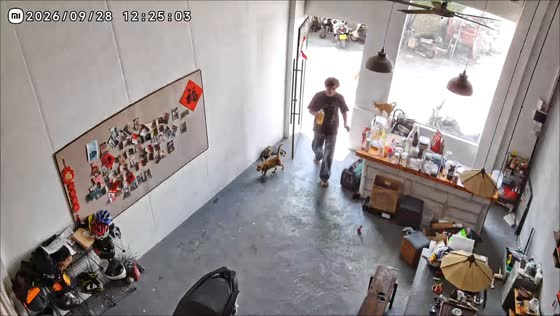 Cat gets head caught in closing store door in Guangdong, China