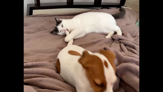 Cat plays with a dog's tail in Ukraine