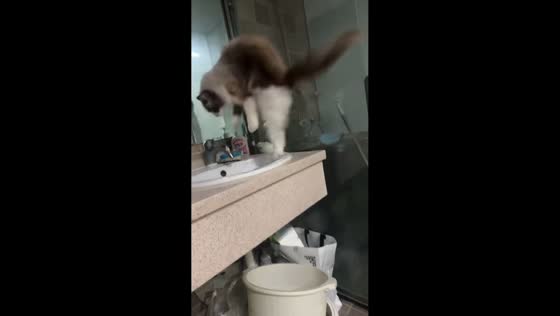 Startled cat falls into bathroom sink in Hebei, China