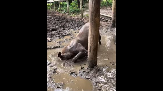 Dog's playful mud bath and river jump captured in Rio de Janeiro, Brazil