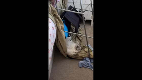 Cat naps in knocked-over clothes airer in London, England, UK