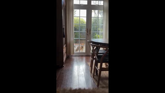 Fox visits back garden and taps glass door during rain in London, UK