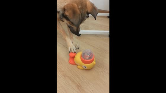 Dog learns to use duck-shaped treat dispenser in Zhejiang, China