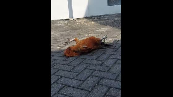 Chicken “recovers” as music plays in Ponorogo, Indonesia