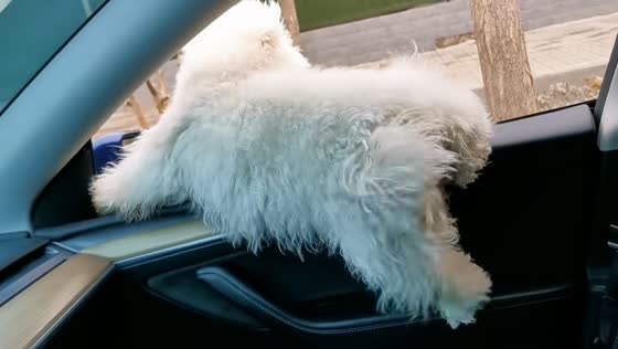 Playful dog climbs car door and looks outside in Shanxi, China