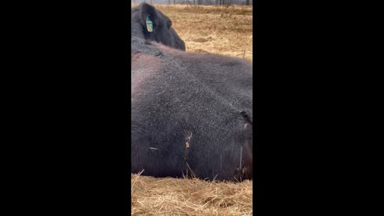 Black cow rests during sleet in Virginia, USA