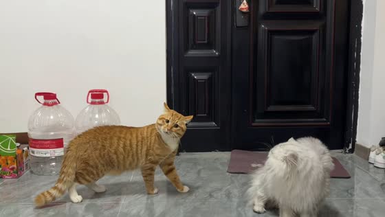 Cat meows in a silly way in Guizhou, China